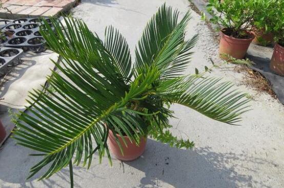 铁树怎么养才最好(铁树的养殖方法和注意事项)(20)