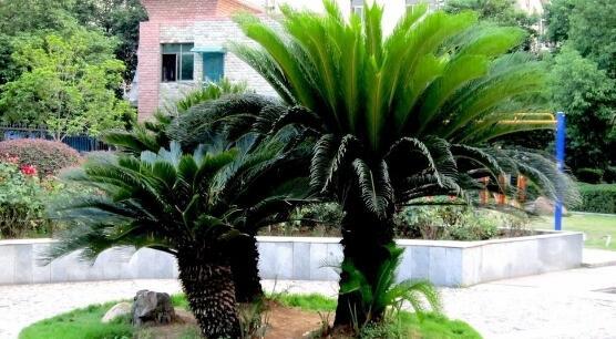 铁树怎么养才最好(铁树的养殖方法和注意事项)(13)