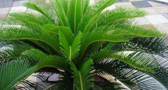 铁树怎么养才最好(铁树的养殖方法和注意事项)(17)