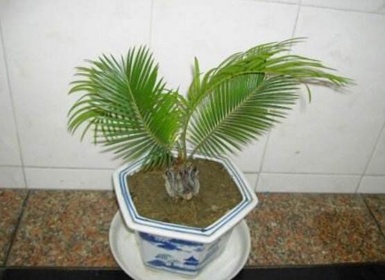 铁树怎么养才最好(铁树的养殖方法和注意事项)(5)