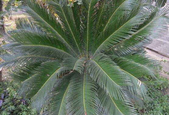 铁树怎么养才最好(铁树的养殖方法和注意事项)(9)