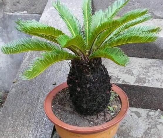 铁树怎么养才最好(铁树的养殖方法和注意事项)(18)