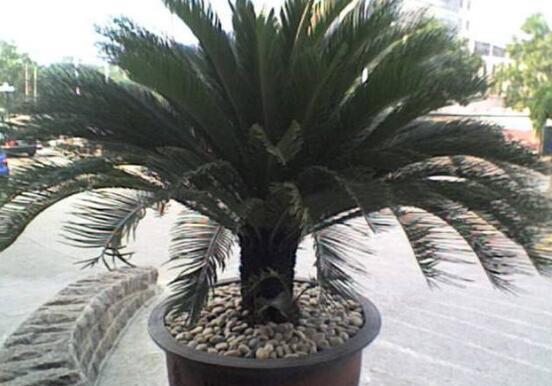 铁树怎么养才最好(铁树的养殖方法和注意事项)(1)