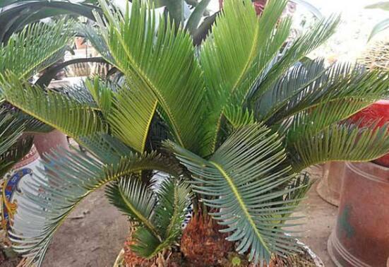 铁树怎么养才最好(铁树的养殖方法和注意事项)(2)