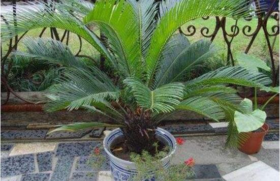 铁树怎么养才最好(铁树的养殖方法和注意事项)(4)