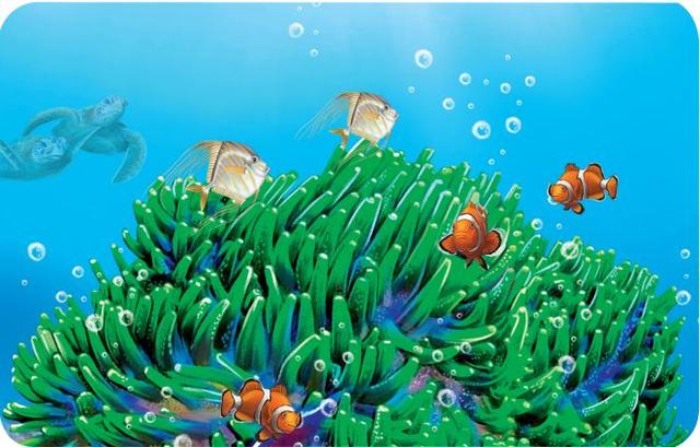 海菊花是海葵吗(海洋生物比菊花更绚烂)(4)