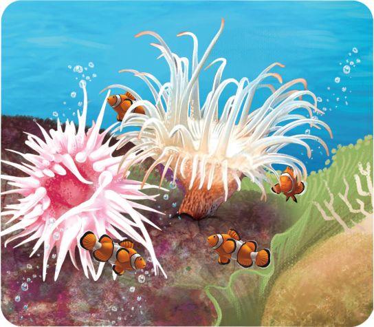 海菊花是海葵吗(海洋生物比菊花更绚烂)(2)