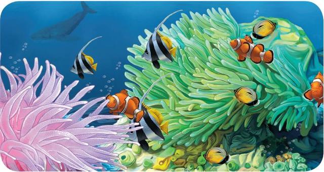 海菊花是海葵吗(海洋生物比菊花更绚烂)(3)