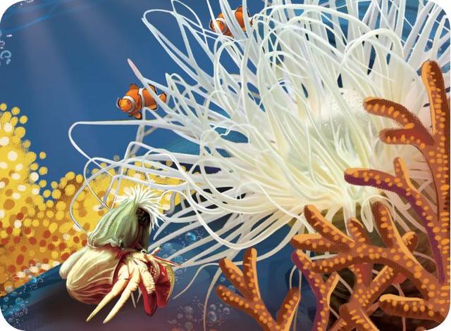 海菊花是海葵吗(海洋生物比菊花更绚烂)(5)