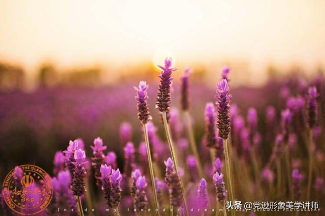 愿岁月静好现世安稳时光不老(时光不语静待花开)(1)