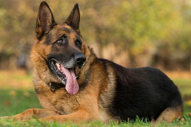 德牧犬适合女生养(女生的梦中情狗)(6)