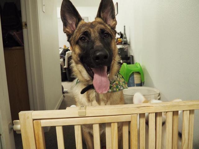 德牧犬适合女生养(女生的梦中情狗)(4)