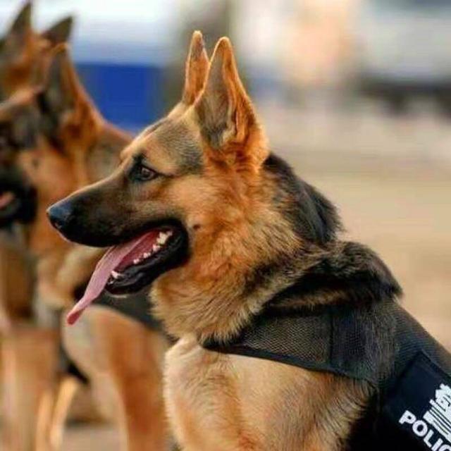 德牧犬适合女生养(女生的梦中情狗)(2)