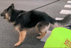 德牧犬适合女生养(女生的梦中情狗)(5)