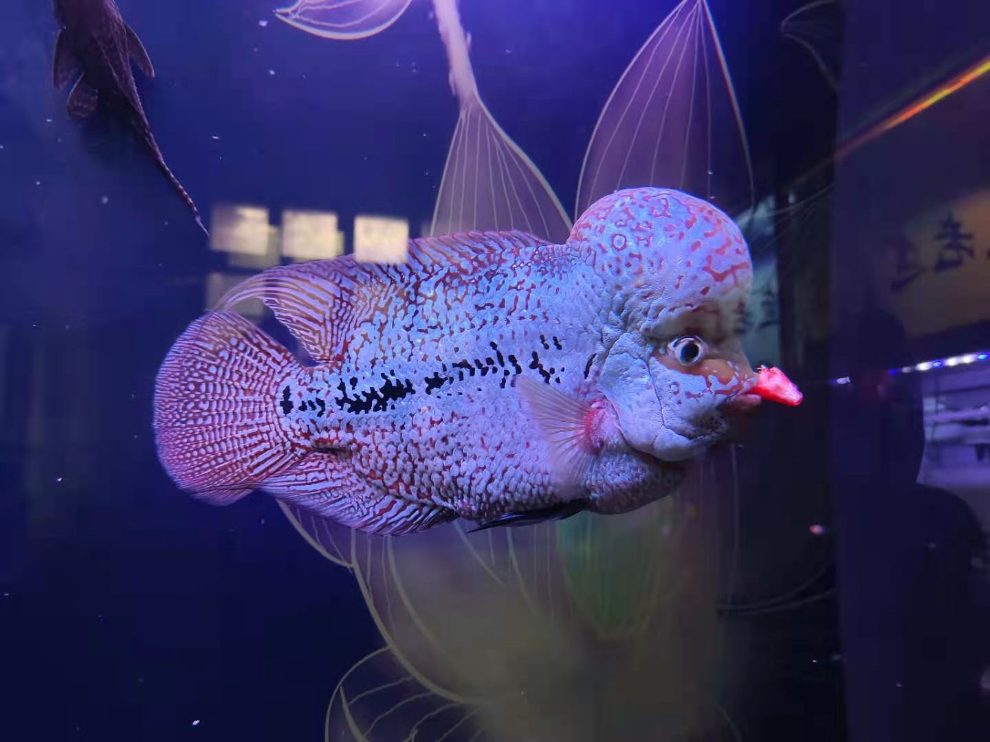 不需要换水的观赏鱼（不用换水的鱼缸是什么）(图3)