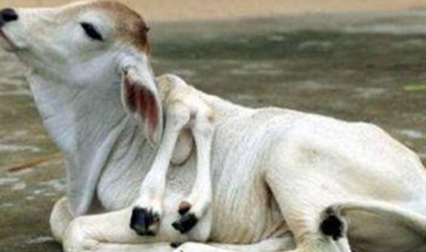 大天然果然很神秘?比恐龙更恐怖10种动物