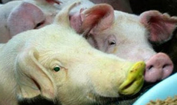 大天然果然很神秘?比恐龙更恐怖10种动物