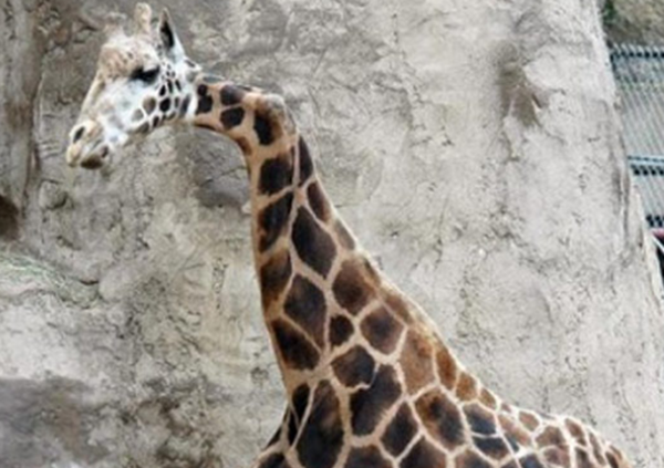 大天然果然很神秘?比恐龙更恐怖10种动物