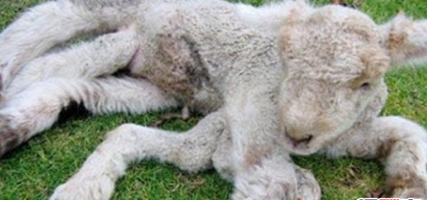 大天然果然很神秘?比恐龙更恐怖10种动物