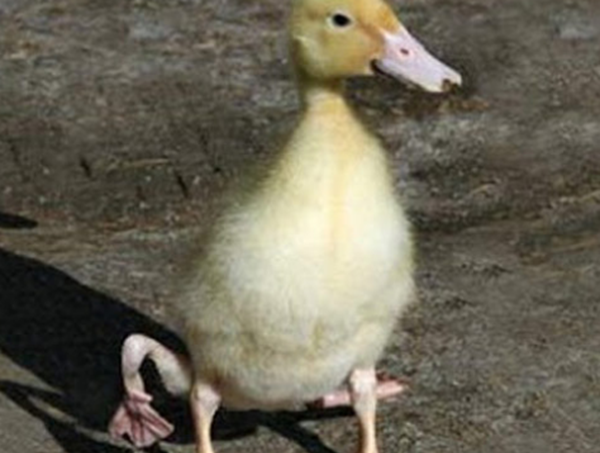 大天然果然很神秘?比恐龙更恐怖10种动物