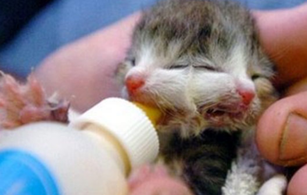 大天然果然很神秘?比恐龙更恐怖10种动物