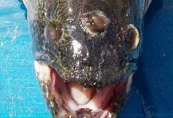 大天然果然很神秘?比恐龙更恐怖10种动物