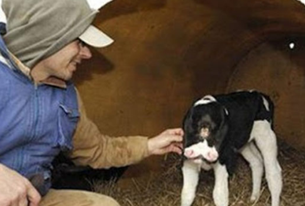 大天然果然很神秘?比恐龙更恐怖10种动物