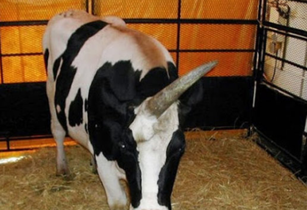 大天然果然很神秘?比恐龙更恐怖10种动物