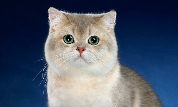 驱赶老鼠最有效方法,发动机舱驱赶老鼠最有效方法图2