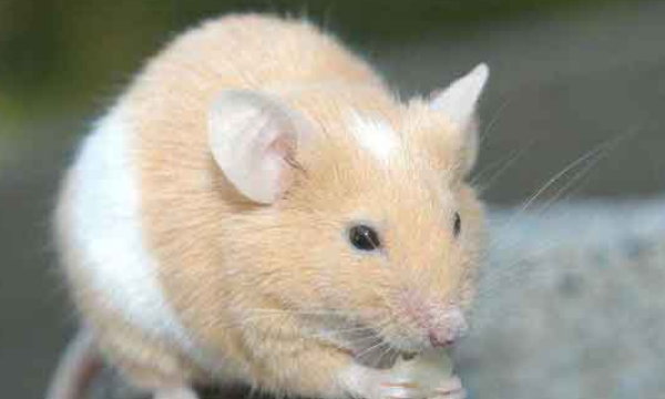 驱赶老鼠最有效方法,发动机舱驱赶老鼠最有效方法图5