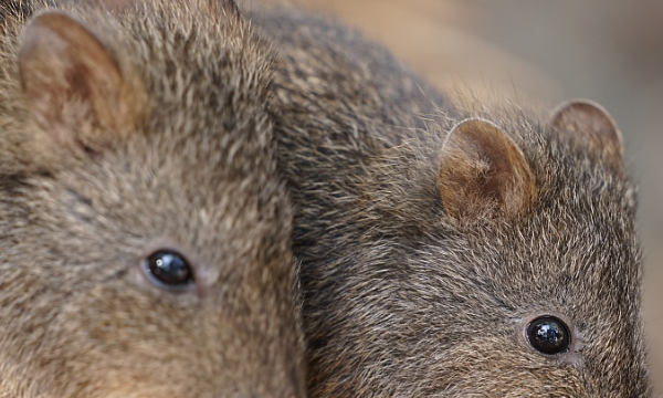 驱赶老鼠最有效方法,发动机舱驱赶老鼠最有效方法图1