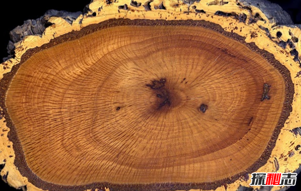 橡树象征着什么意义?橡树的十大外形特征和作用