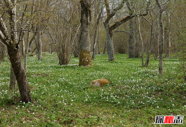 橡树象征着什么意义?橡树的十大外形特征和作用