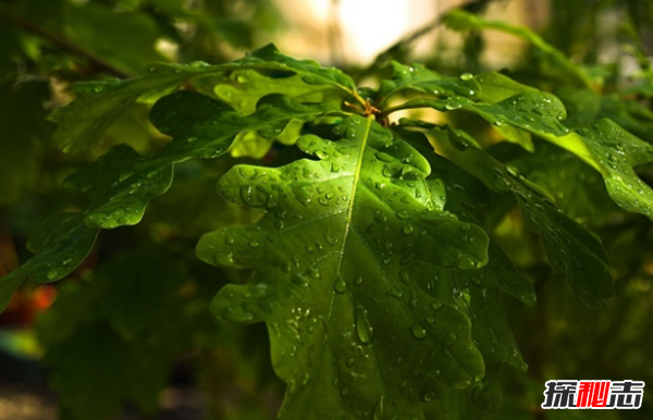 橡树象征着什么意义?橡树的十大外形特征和作用