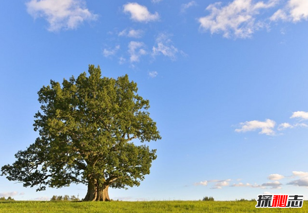 橡树象征着什么意义?橡树的十大外形特征和作用