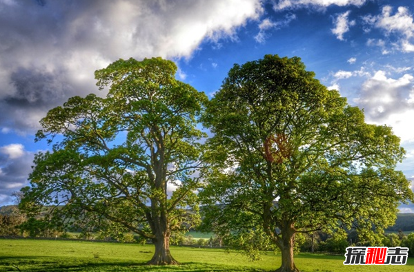 橡树象征着什么意义?橡树的十大外形特征和作用