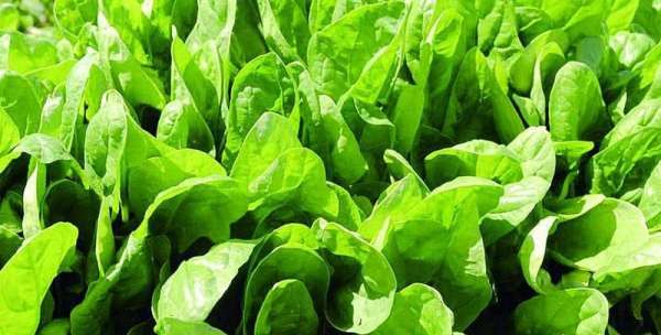 碱性蔬菜有哪些,哪些菜属于碱性蔬菜图1