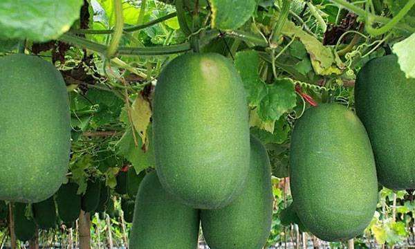 碱性蔬菜有哪些,哪些菜属于碱性蔬菜图2