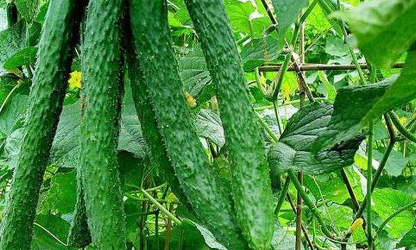 碱性蔬菜有哪些,哪些菜属于碱性蔬菜图3