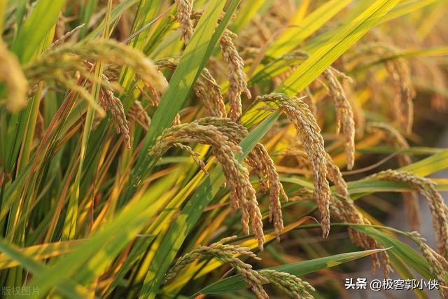 不建议下调法定结婚年龄理由(将法定结婚年龄下调至18岁)(4)