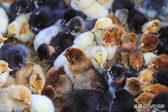 养鸡技术大全及建议（农村人是如何养鸡的）(1)