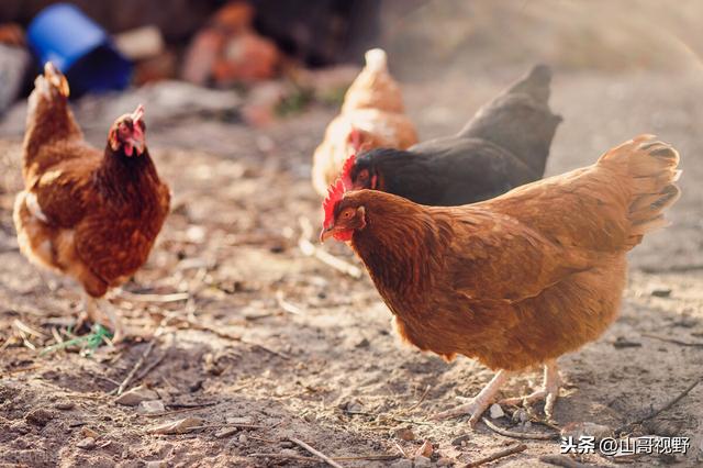 养鸡技术大全及建议（农村人是如何养鸡的）(6)
