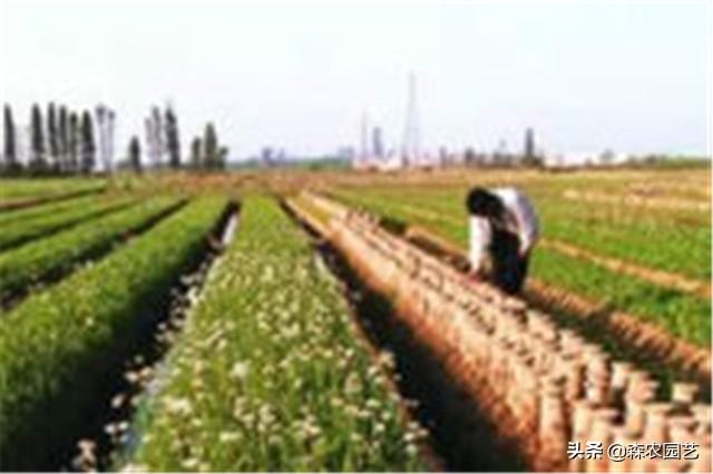 韭黄种植方法有哪些（韭黄的栽培技术）(8)