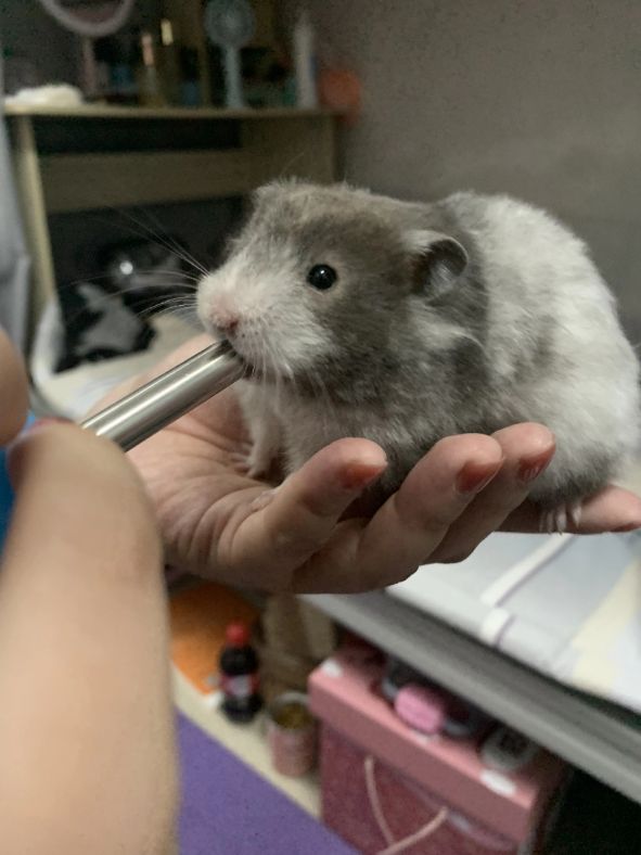 怎么跟金丝熊培养感情(金丝熊怎么养才亲近你)(图4) 怎么跟金丝熊培养感情(金丝熊怎么养才亲近你)(图4)