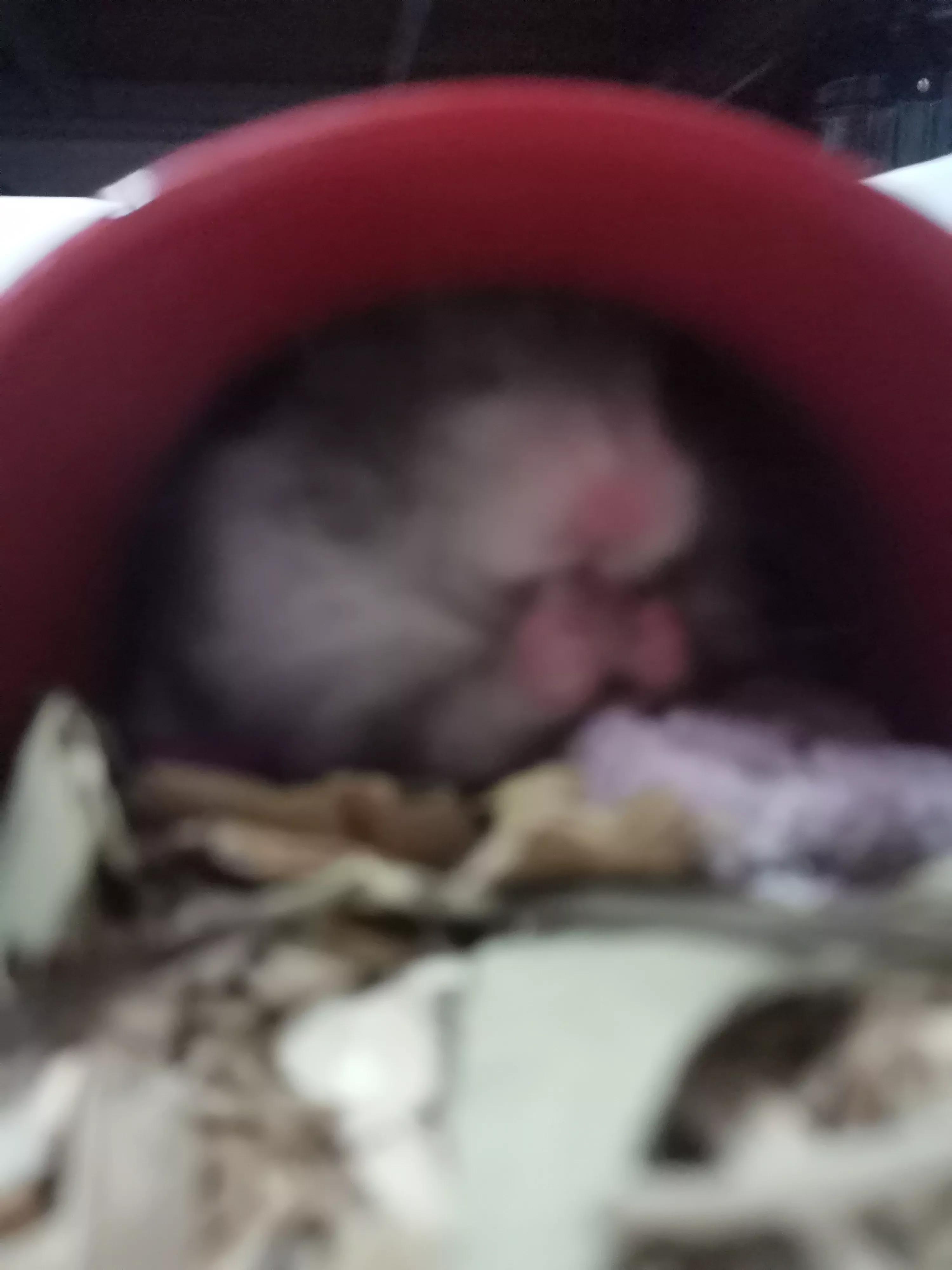 怎么跟金丝熊培养感情(金丝熊怎么养才亲近你)(图2) 怎么跟金丝熊培养感情(金丝熊怎么养才亲近你)(图2)