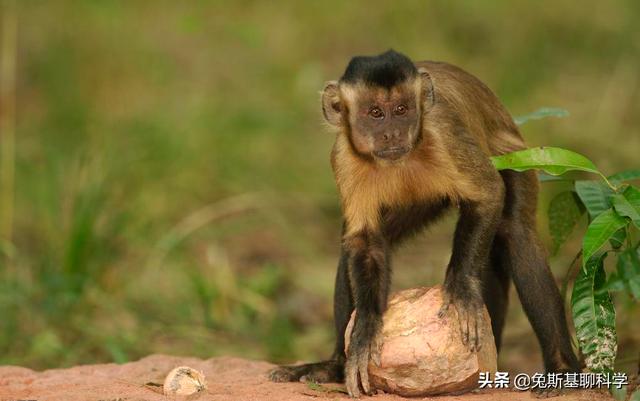 巴拿马猴子进入石器时代将来会威胁到人们吗（巴拿马猴进入石器时代会成人类吗）(图2)