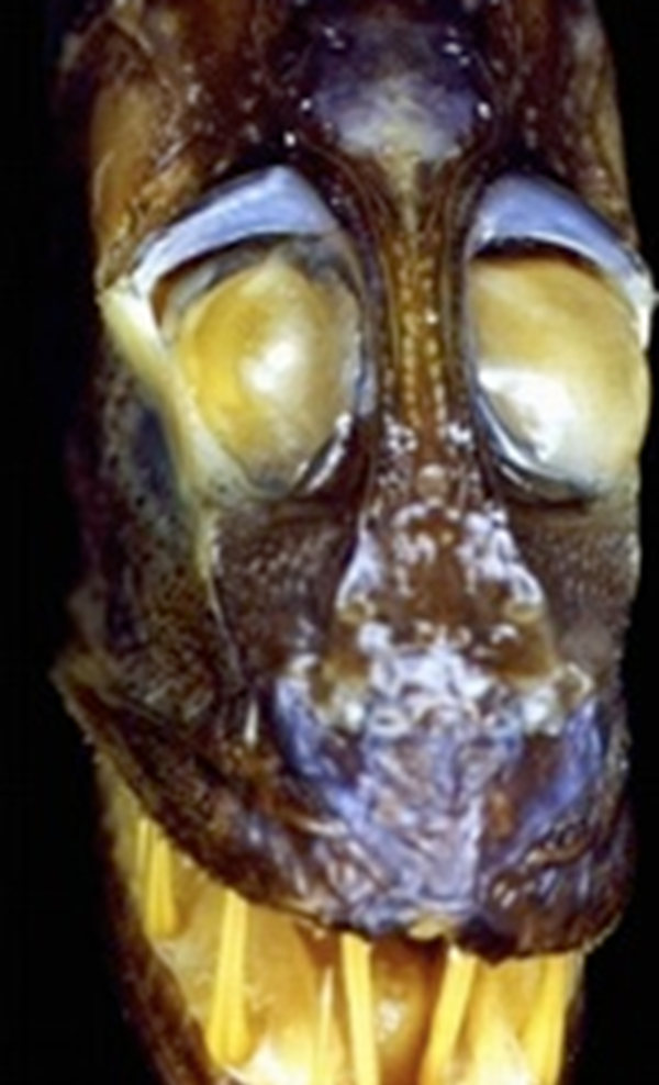 深海里的生物越深越恐怖?揭秘深海里恐怖的十大生物