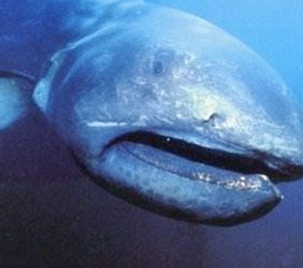 深海里的生物越深越恐怖?揭秘深海里恐怖的十大生物