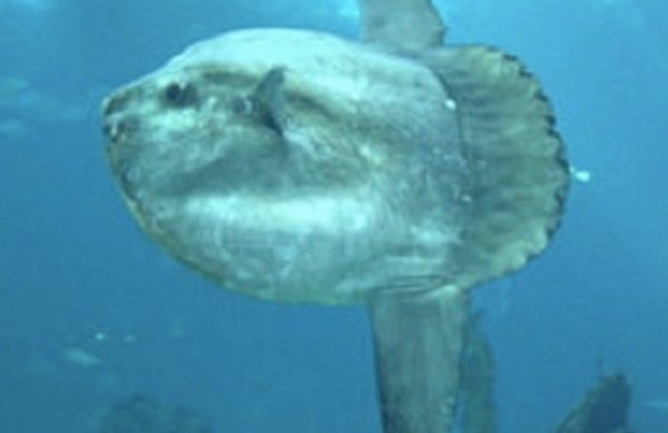 深海里的生物越深越恐怖?揭秘深海里恐怖的十大生物