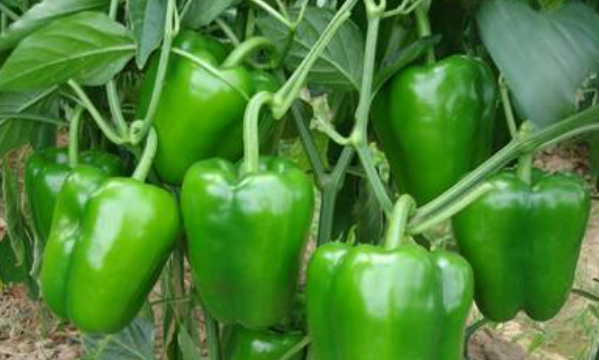 青椒保鲜储存方法半年,青椒怎么放才能保鲜时间久图3